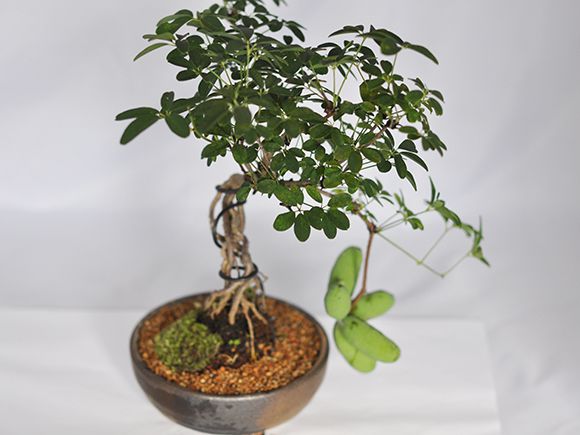 【盆栽】白あけび【ミ