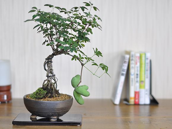 【盆栽】白あけび【ミ