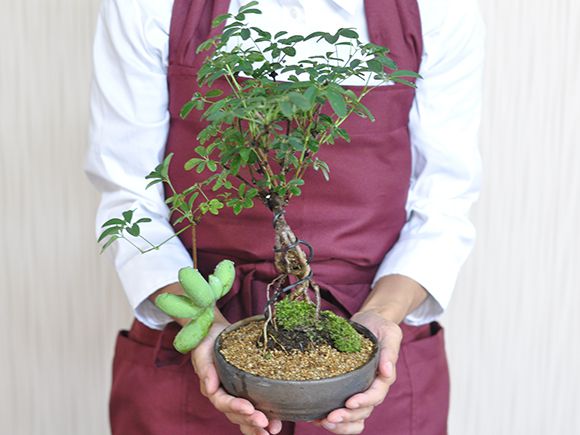 【盆栽】白あけび【ミ