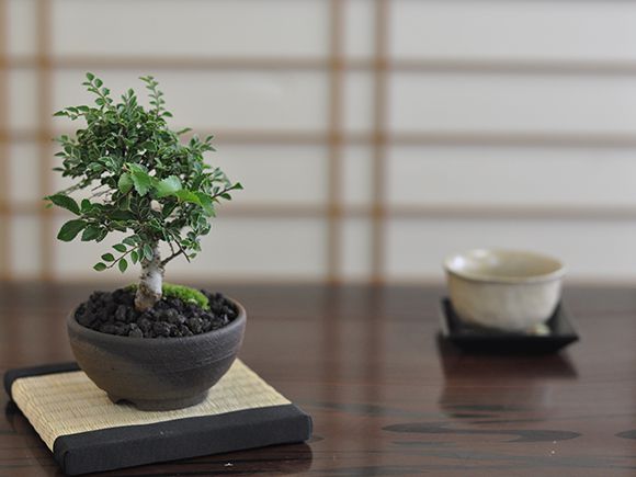 【盆栽】金芽八房けや