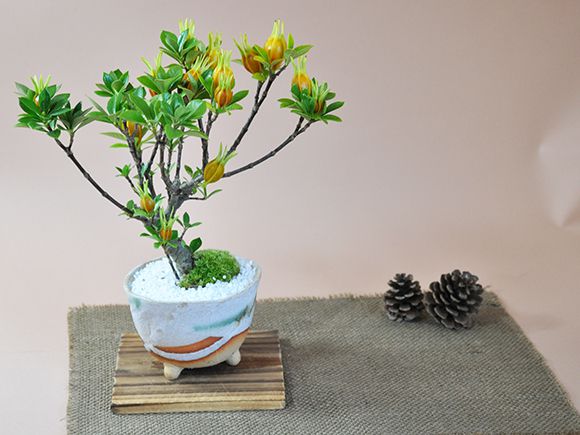 クチナシ(梔子) 不