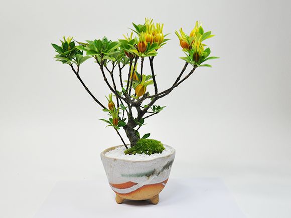 クチナシ(梔子) 不