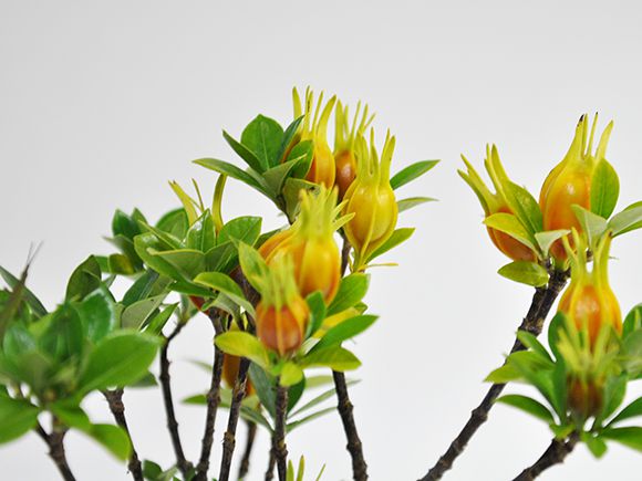 クチナシ(梔子) 不