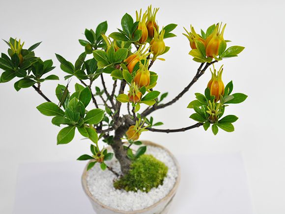 クチナシ(梔子) 不