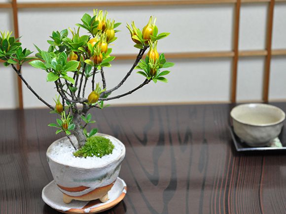 クチナシ(梔子) 不