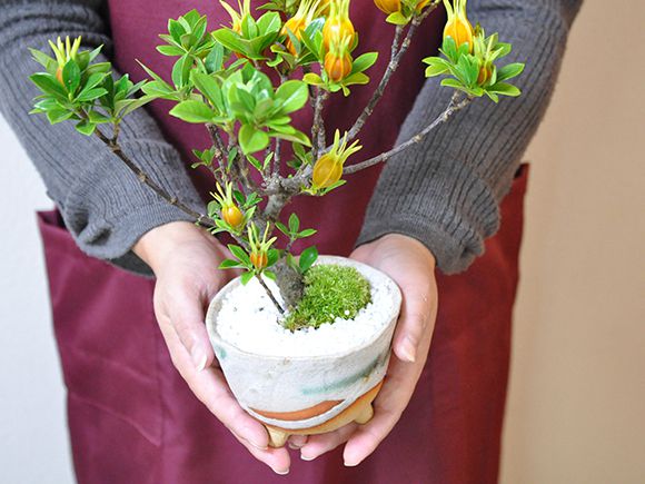 クチナシ(梔子) 不