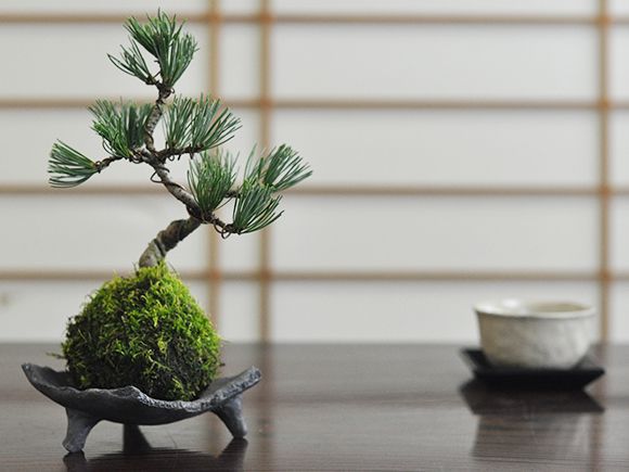 五葉松の苔玉【盆栽 