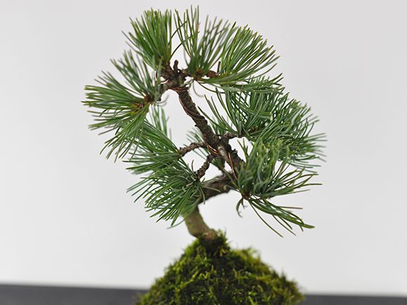 五葉松の苔玉【盆栽 