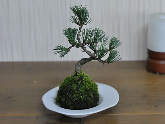 五葉松の苔玉【盆栽 