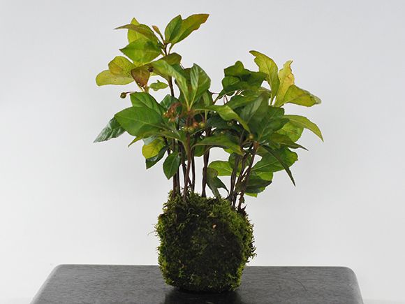 やぶこうじの苔玉【盆