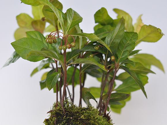 やぶこうじの苔玉【盆