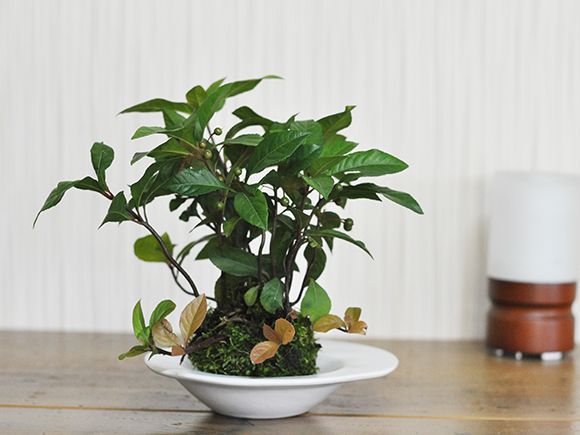 やぶこうじの苔玉【盆