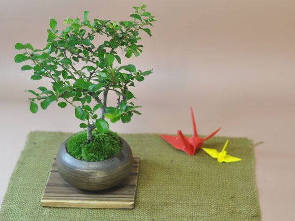 特選白花長寿梅　古木