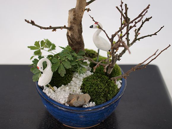 梅づくし 寄せ植え 