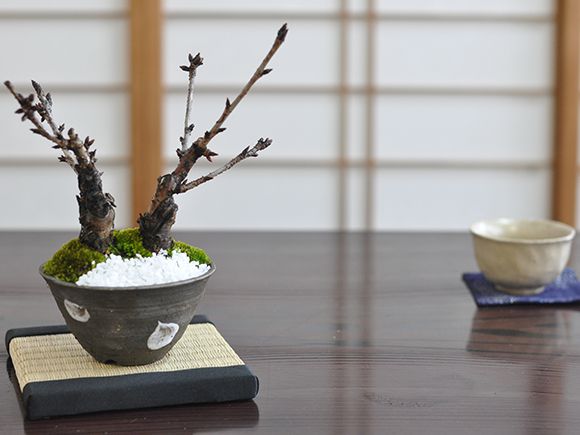 桜盆栽 桜のミニ2本