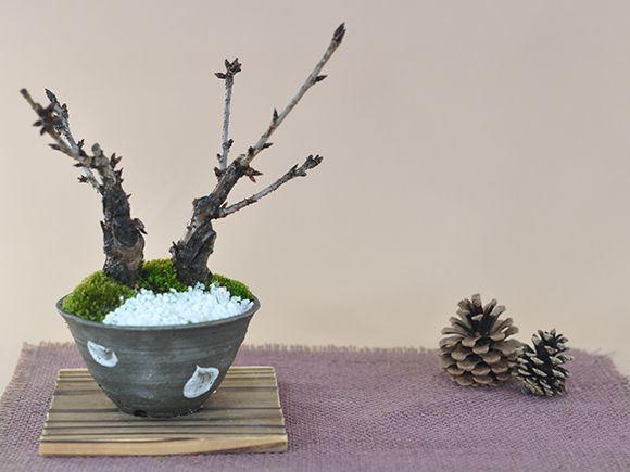 桜盆栽 桜のミニ2本