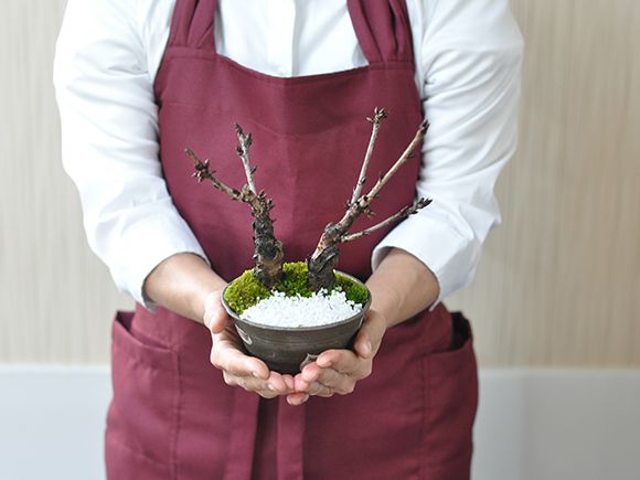 桜盆栽 桜のミニ2本