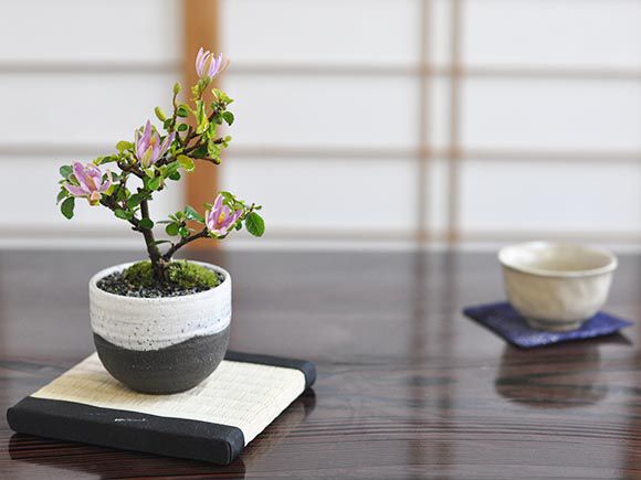 睡蓮木の盆栽