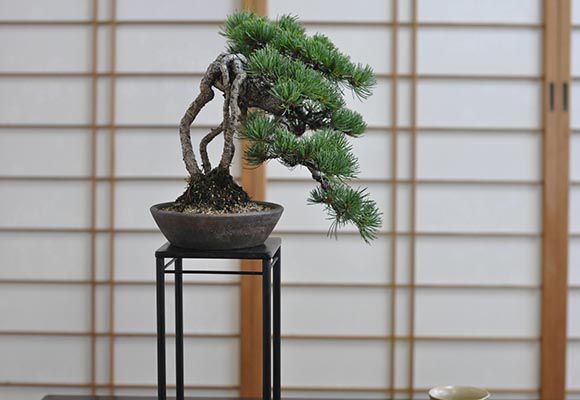 盆栽 根上りの懸崖五