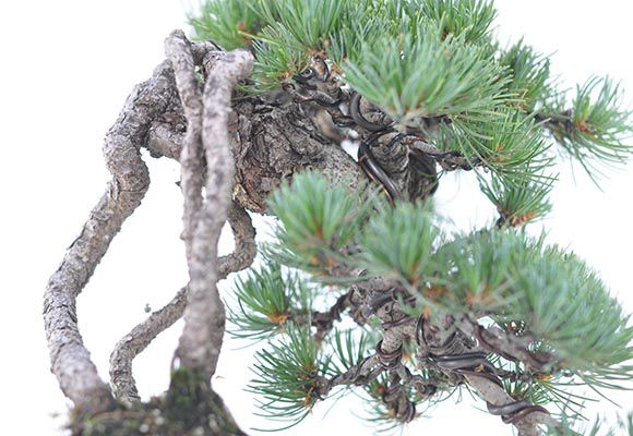 盆栽 根上りの懸崖五