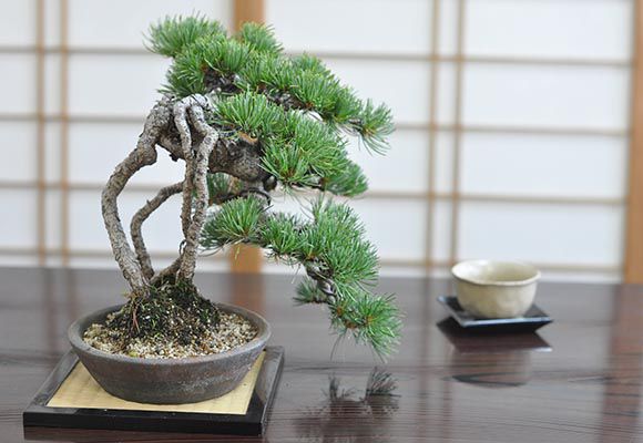 盆栽 根上りの懸崖五