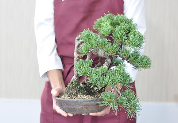 盆栽 根上りの懸崖五
