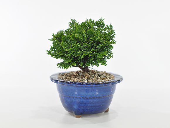 盆栽 ミニ津山檜【ミ