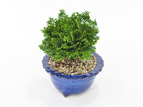盆栽 ミニ津山檜【ミ