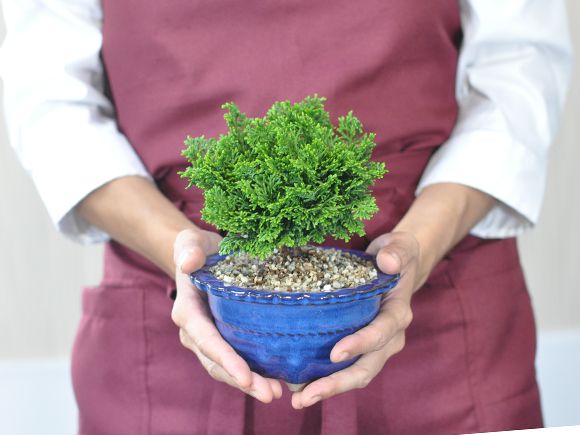 盆栽 ミニ津山檜【ミ