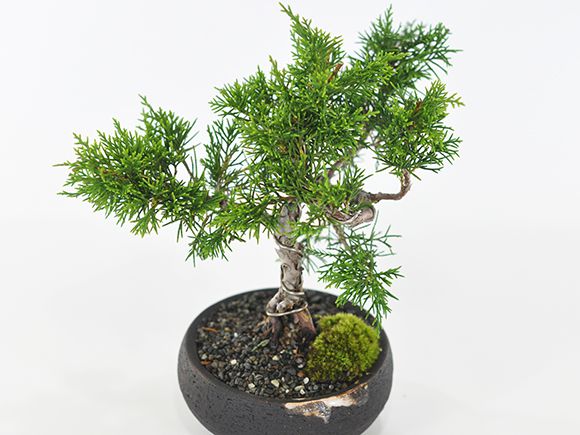 盆栽 ミニ真柏【ミニ