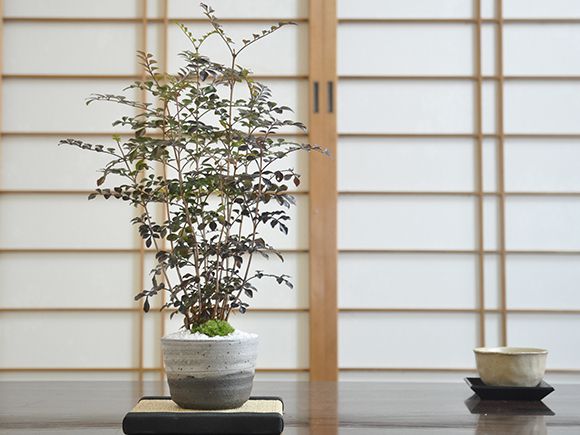 シマトネリコ【盆栽 