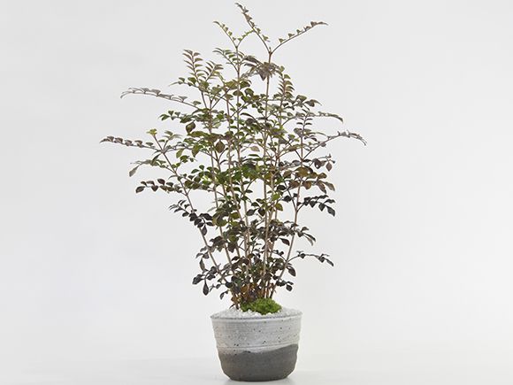 シマトネリコ【盆栽 