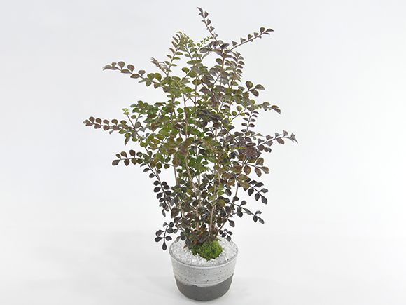 シマトネリコ【盆栽 