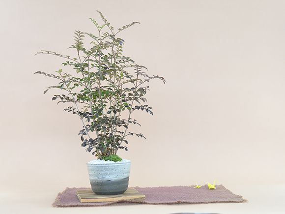 シマトネリコ【盆栽 