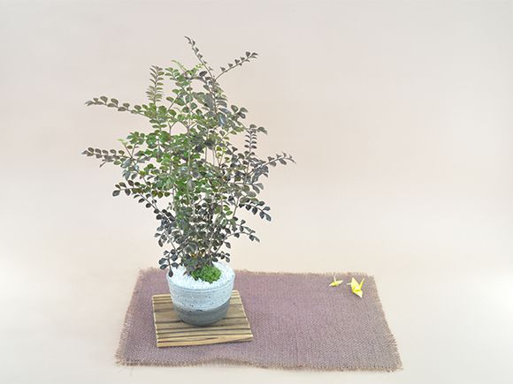 シマトネリコ【盆栽 