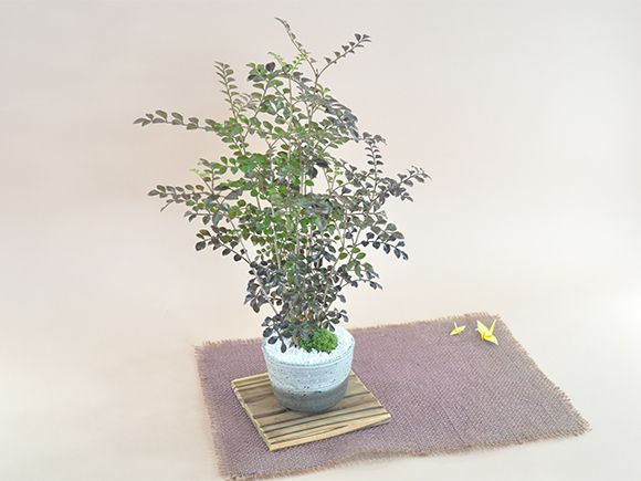 シマトネリコ【盆栽 