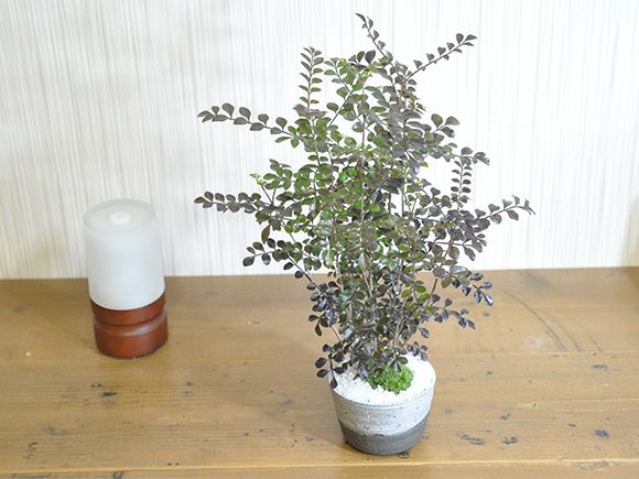 シマトネリコ【盆栽 