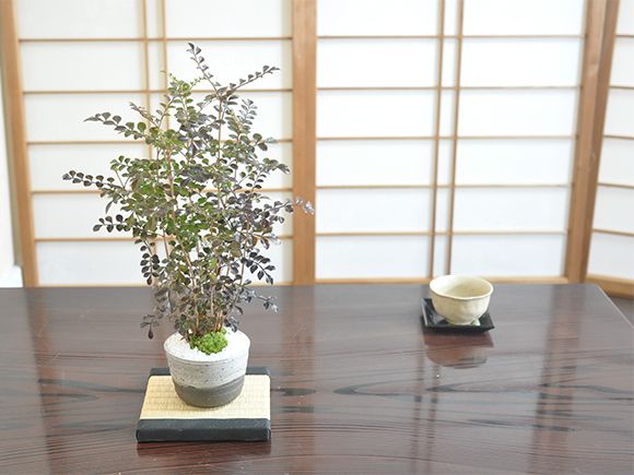 シマトネリコ【盆栽 