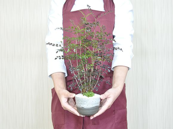 シマトネリコ【盆栽 