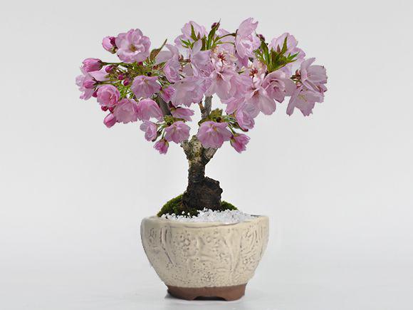 盆栽 桜  さくらの
