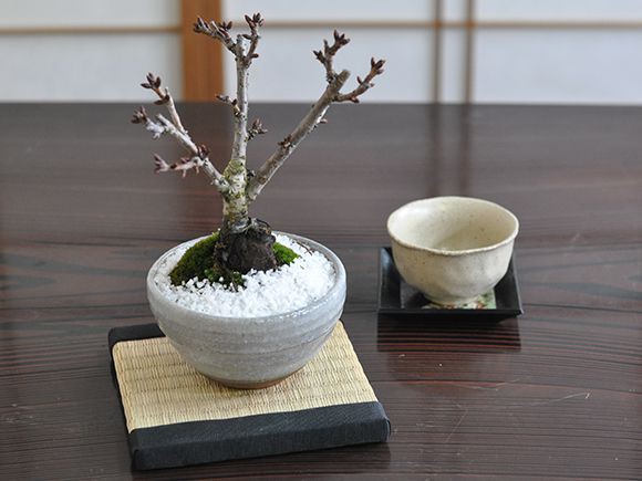 盆栽 桜 さくらの信楽茶碗鉢 ミニ盆栽 陶器鉢4号 樹齢5年 盆栽