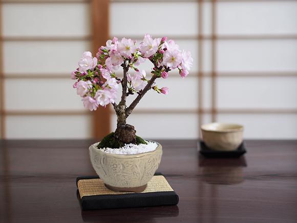 盆栽 桜 さくらの信楽茶碗鉢 ミニ盆栽 陶器鉢4号 樹齢5年 盆栽