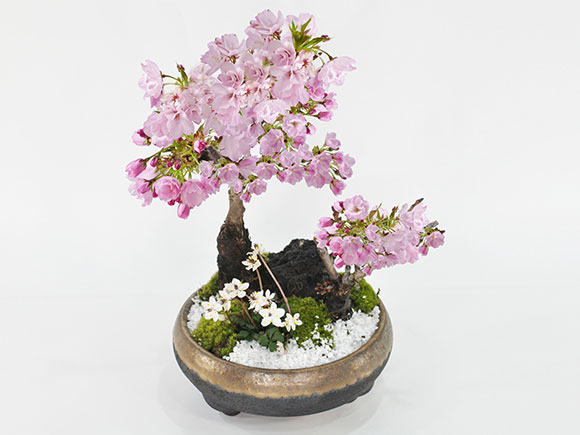 盆栽 桜の寄せ植え 