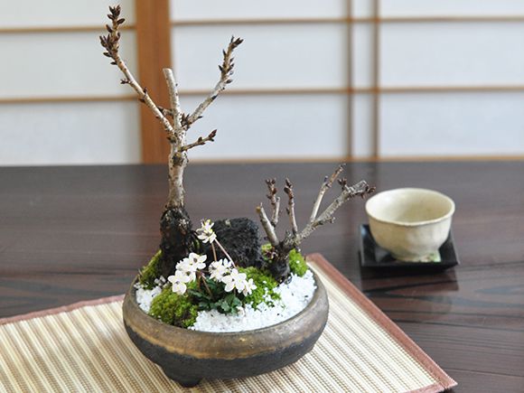盆栽 桜の寄せ植え 