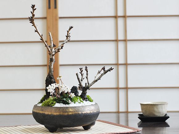 盆栽 桜の寄せ植え 