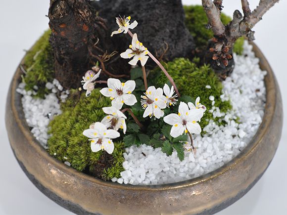 盆栽 桜の寄せ植え 