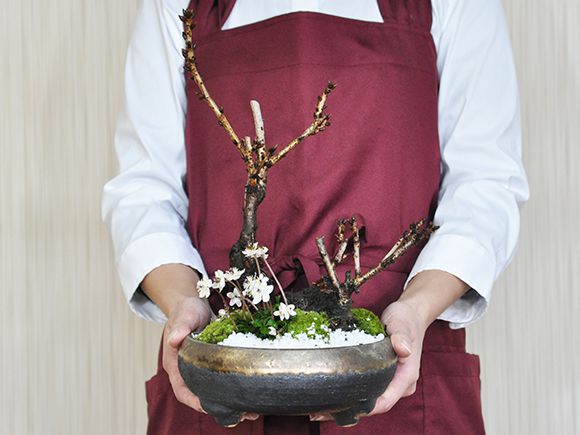 盆栽 桜の寄せ植え 