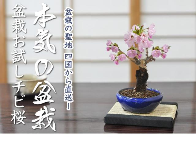 盆栽お試し チビ桜