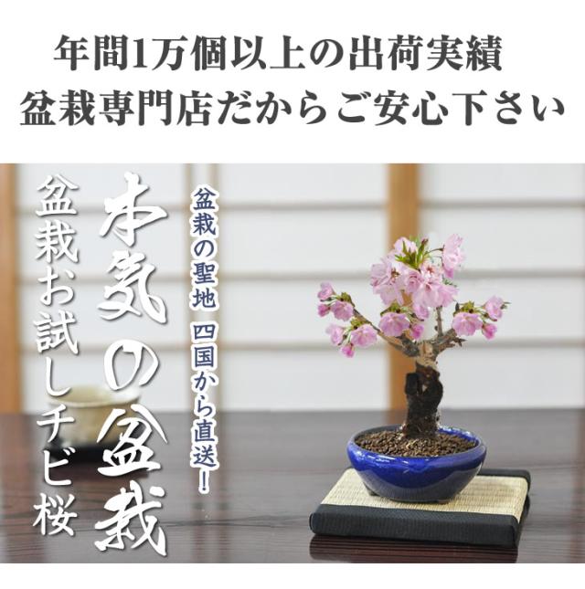 盆栽お試し チビ桜