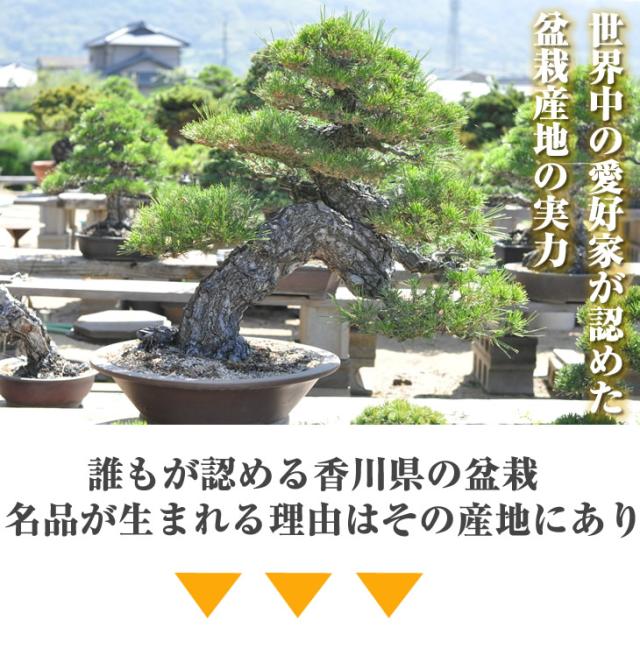 盆栽お試し チビ桜